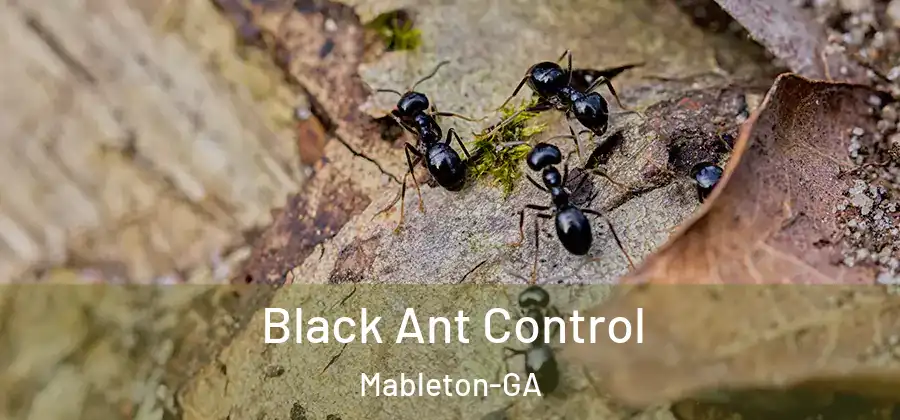 Black Ant Control Mableton-GA