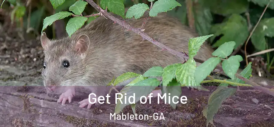  Get Rid of Mice Mableton-GA