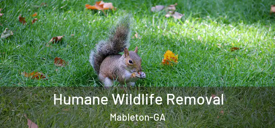  Humane Wildlife Removal Mableton-GA