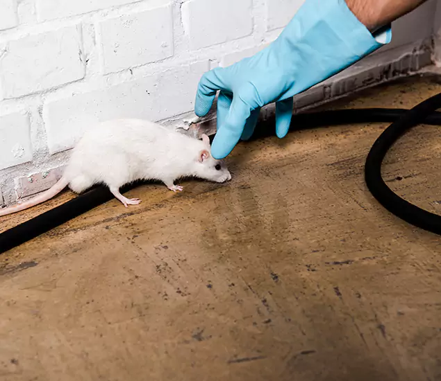 Trusted Mouse Exterminator: Your Rodent Control Company in Mableton, GA