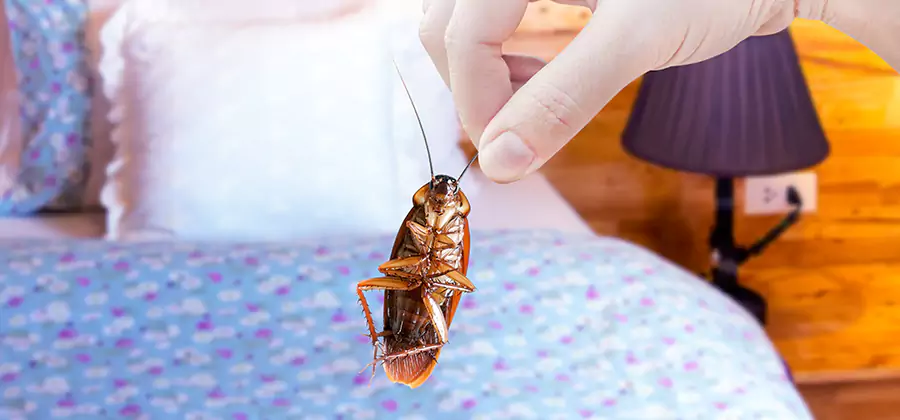 Fast Roach Elimination in Mableton