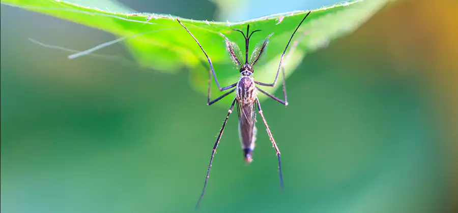 Pest and Mosquito Control for Yard and Patio in Mableton