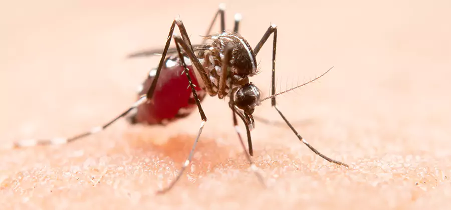 Pond Mosquito Control and Water Treatment in Mableton