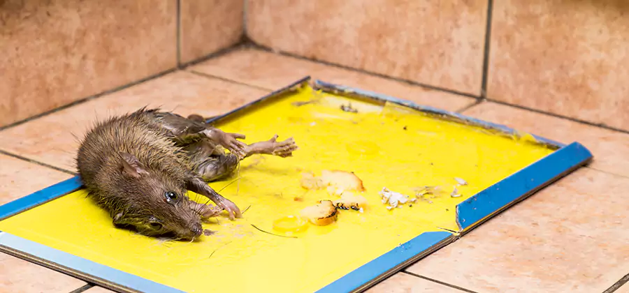 Mouse and Rat Control in Mableton