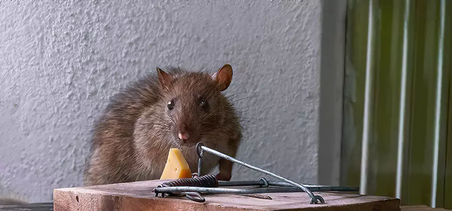 Rat Fumigation Extermination Service in Mableton