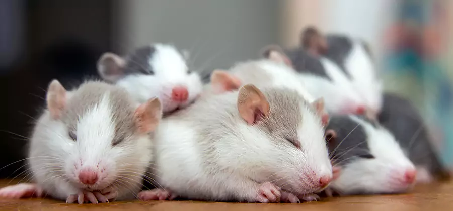 Rat Infestation Exclusion Service in Mableton