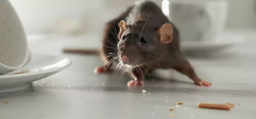Attic Rat Exclusion Service in Mableton