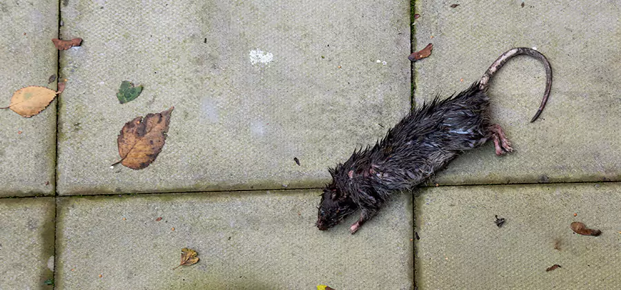Rodent inspection service in Mableton