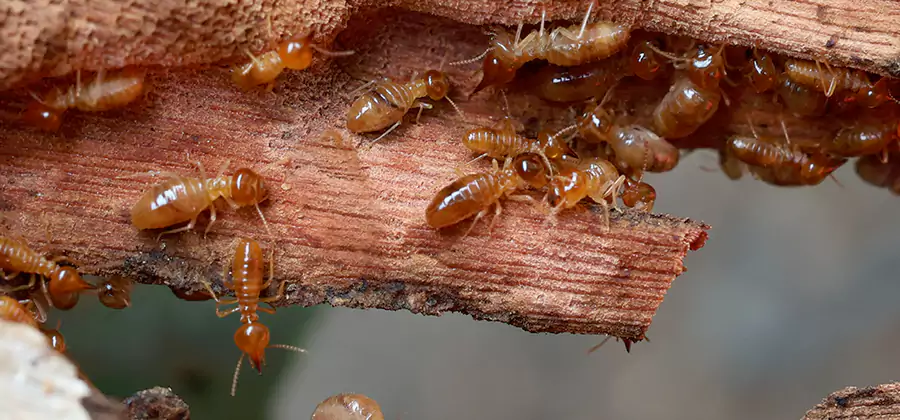 Perimeter Soil Termite Treatment in Mableton
