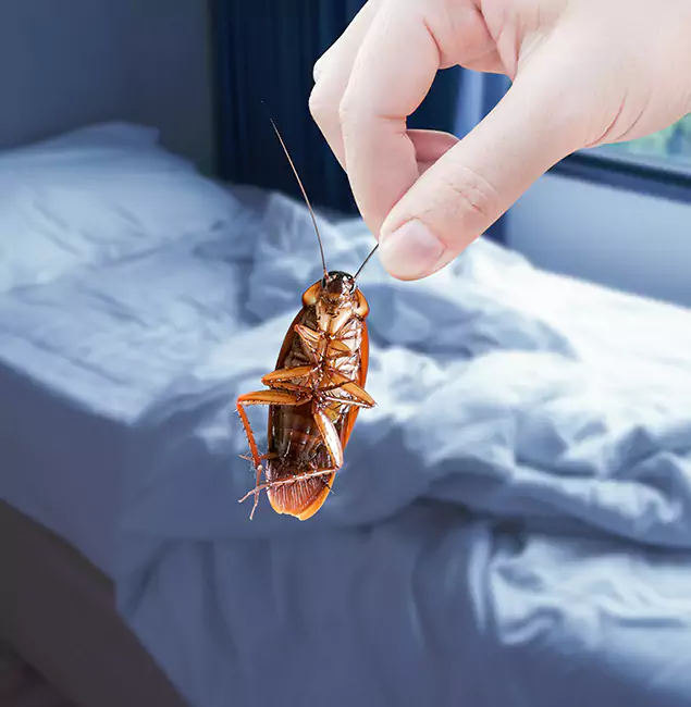 Why Choose Mableton Pest Control Pro for Bed Bug Extermination in Mableton, GA?
