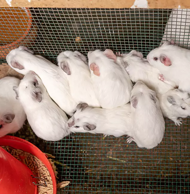 Why Choose Mableton Pest Control Pro for Rat Infestation in Mableton, GA?