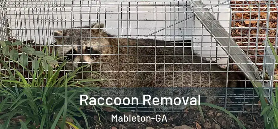  Raccoon Removal Mableton-GA