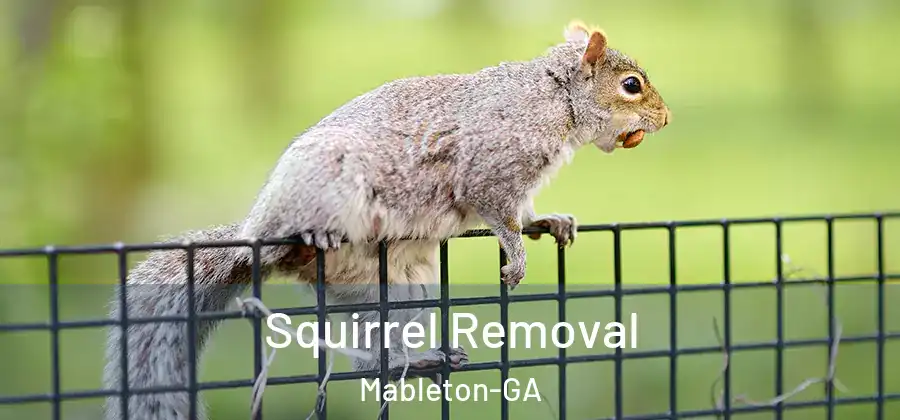Squirrel Removal Mableton-GA